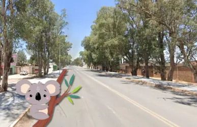 El bulevar de Durango famoso por sus enormes eucaliptos