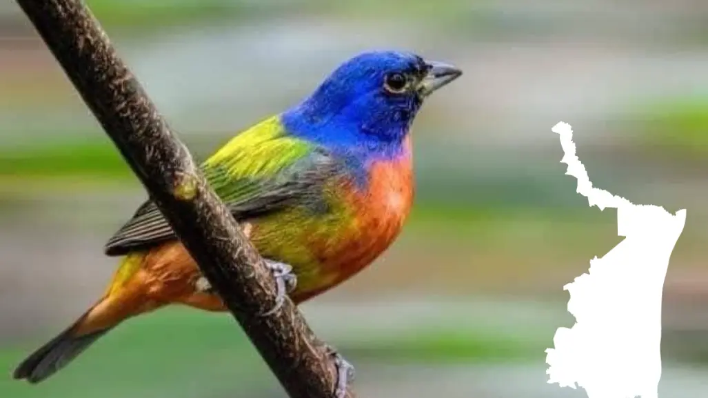 Este destino de Tamaulipas es el paraíso ideal para el avistamiento de aves