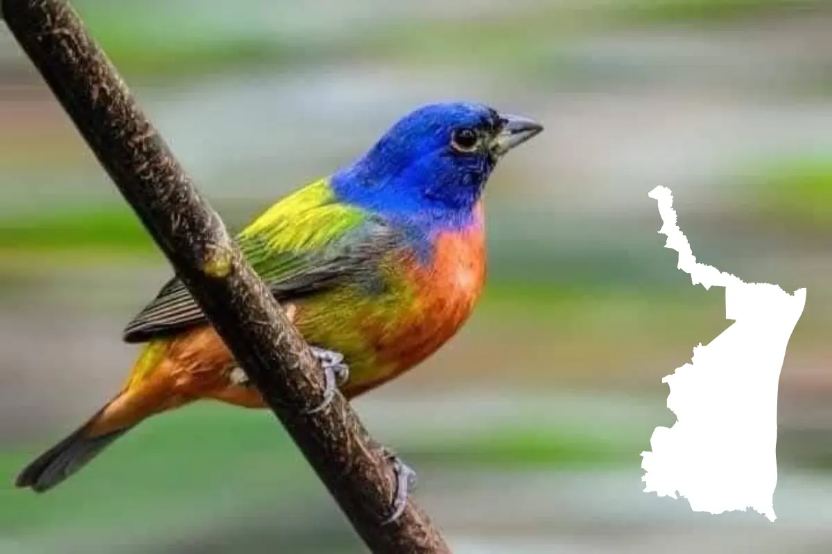 DE acuerdo con información de la Comisión de Parques y Biodiversidad de Tamaulipas, en la Reserva de la Biósfera El Cielo es posible observar cientos de aves de diversas especies. Foto: SEMARNAT