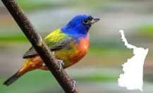 Este destino de Tamaulipas es el paraíso ideal para el avistamiento de aves