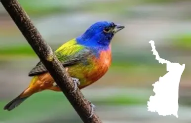 Este destino de Tamaulipas es el paraíso ideal para el avistamiento de aves
