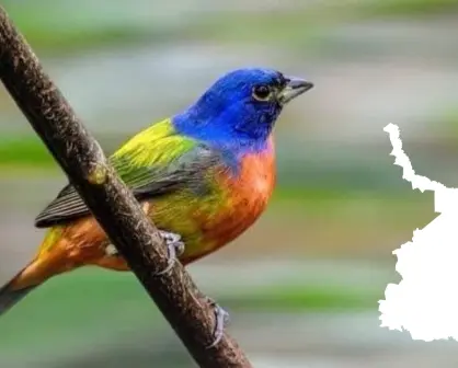 Este destino de Tamaulipas es el paraíso ideal para el avistamiento de aves