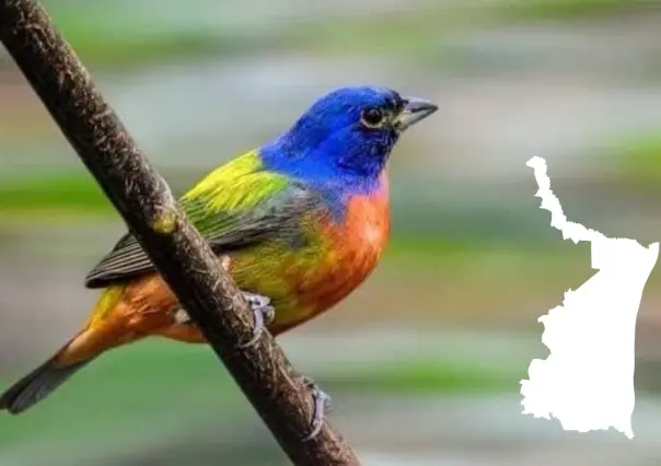 Este destino de Tamaulipas es el paraíso ideal para el avistamiento de aves