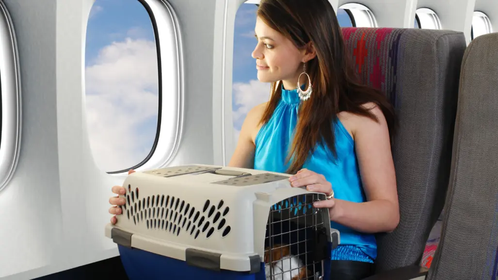 ¡Evita el estrés! Guía práctica para viajar con tu mascota y tener un vuelo tranquilo