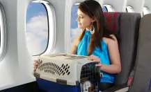 ¡Evita el estrés! Guía práctica para viajar con tu mascota y tener un vuelo tranquilo