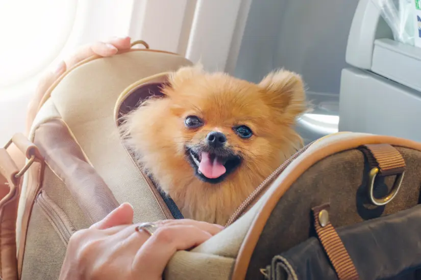 Antes de volar con tu mascota, considera información clave que puede facilitar la experiencia para ambos. Foto: Canva