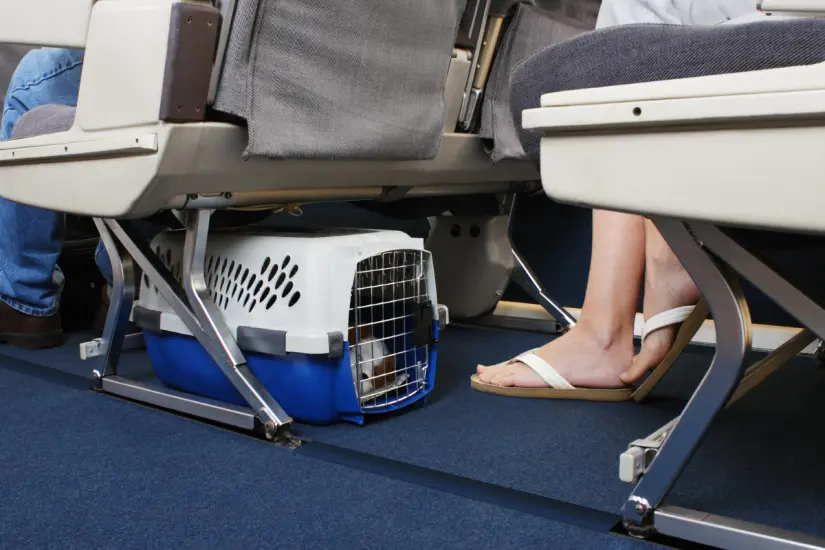 Conocer lo necesario para viajar en avión con tu mascota puede hacer la diferencia en su comodidad y seguridad. Foto: Canva