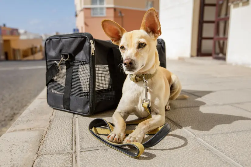 Prepararte adecuadamente para volar con tu mascota es crucial para asegurar que el viaje sea placentero y sin contratiempos. Foto: Canva