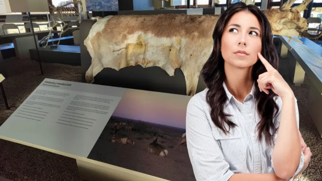 Visita el Museo del Berrendo de Guerrero Negro y conoce esta especie en peligro
