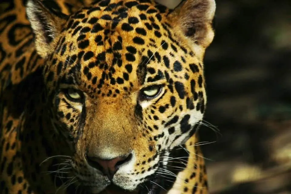 Descubre cómo Tamaulipas ha logrado aumentar la población de jaguares y las estrategias implementadas para su conservación.