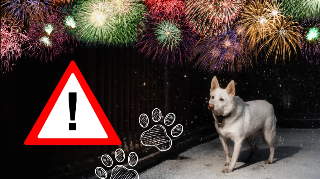 5 tips para calmar a tu perro durante la pirotecnia del Grito de Independencia 2025