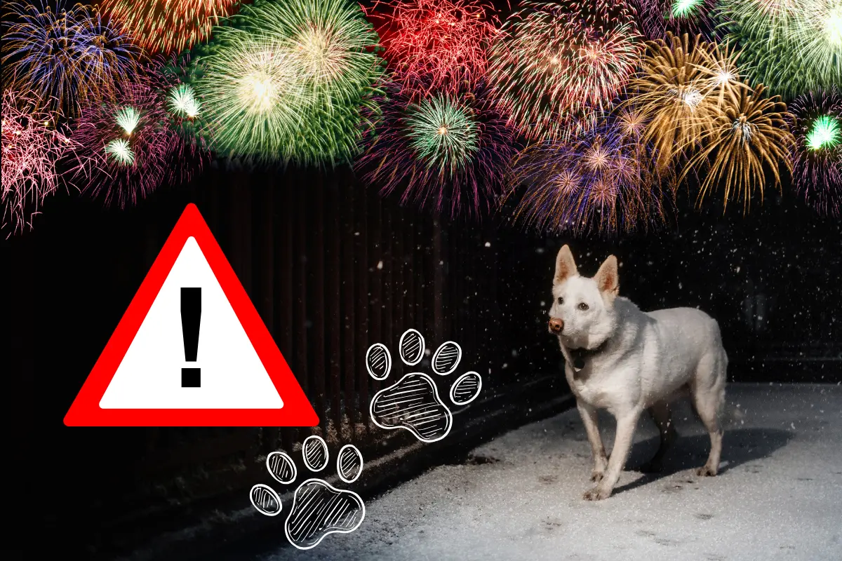 Las festividades y los ruidos fuertes pueden asustar a nuestros perros, por eso es importante conocer cómo tranquilizarlos efectivamente. Foto: Canva