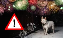 5 tips para calmar a tu perro durante la pirotecnia del Grito de Independencia 2025