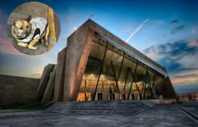 ¿Cómo llegar al perro gordo de Texcoco desde Toluca? Así puedes conocer al lomito viral de TikTok