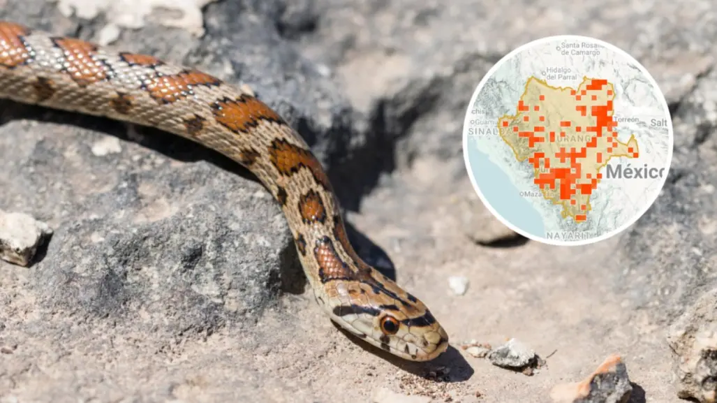 Estas son las zonas de Durango con mayor presencia de víbora de cascabel, según expertos