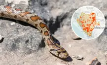 Estas son las zonas de Durango con mayor presencia de víbora de cascabel, según expertos