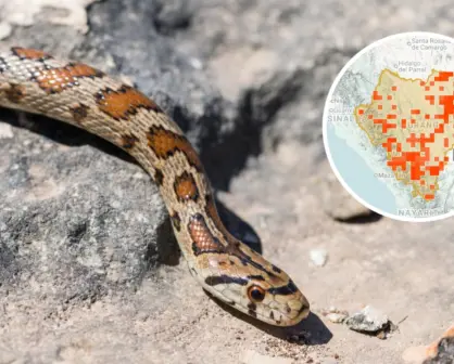 Estas son las zonas de Durango con mayor presencia de víbora de cascabel, según expertos