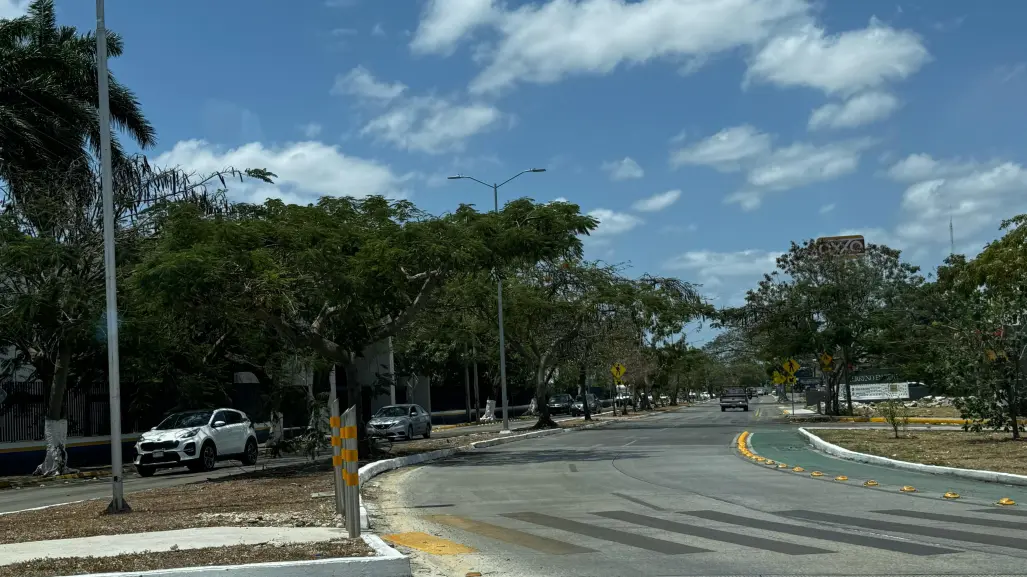 Presentan nueva asociación para proteger el arbolado urbano en Mérida