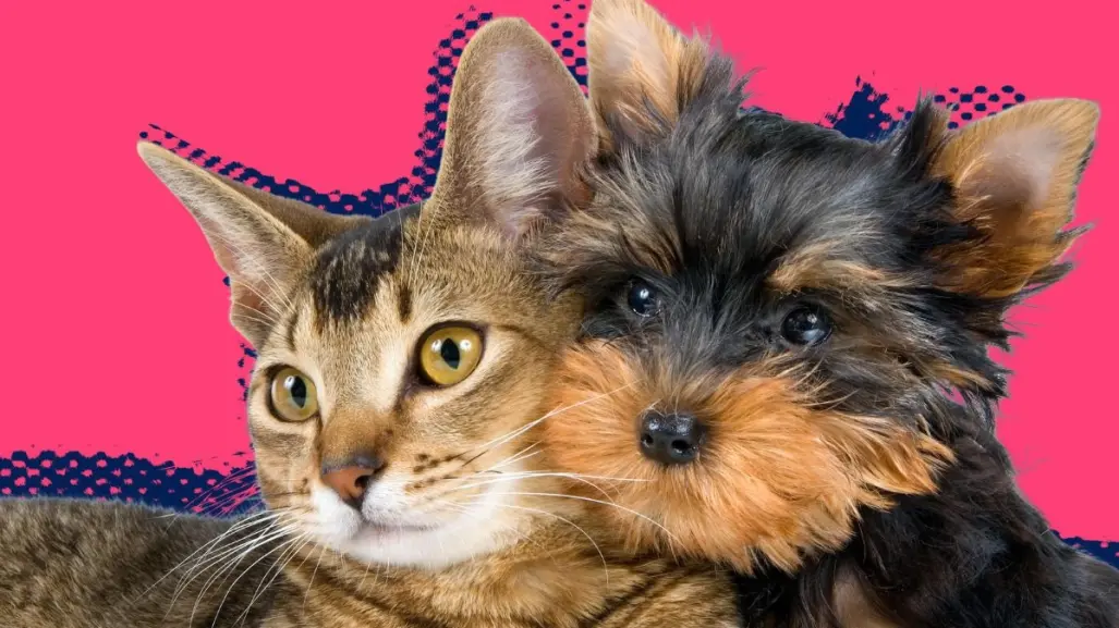 Disfruta la Feria de Bienestar Animal en Santa Catarina con adopciones y más