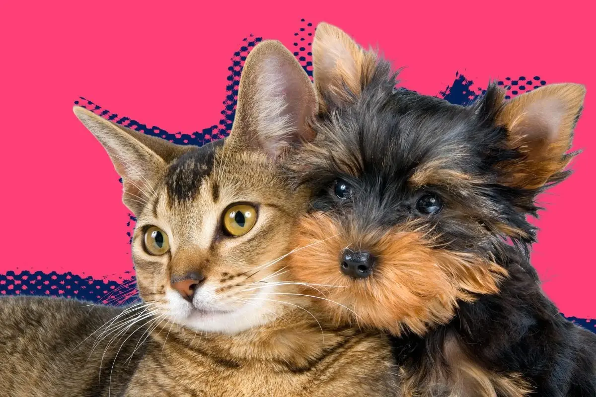 El Gobierno de Santa Catarina invitó a la ciudadanía a participar en la Feria de Bienestar Animal. Foto: CANVA