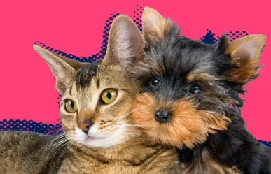 Disfruta la Feria de Bienestar Animal en Santa Catarina con adopciones y más