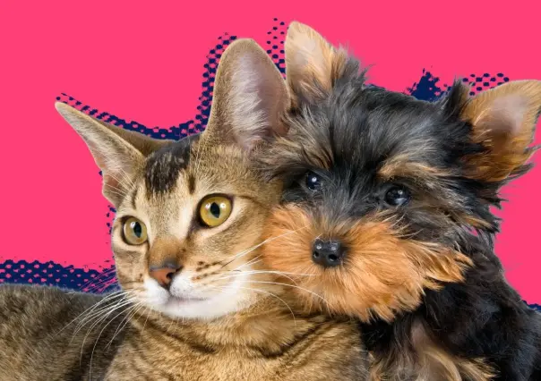 Disfruta la Feria de Bienestar Animal en Santa Catarina con adopciones y más