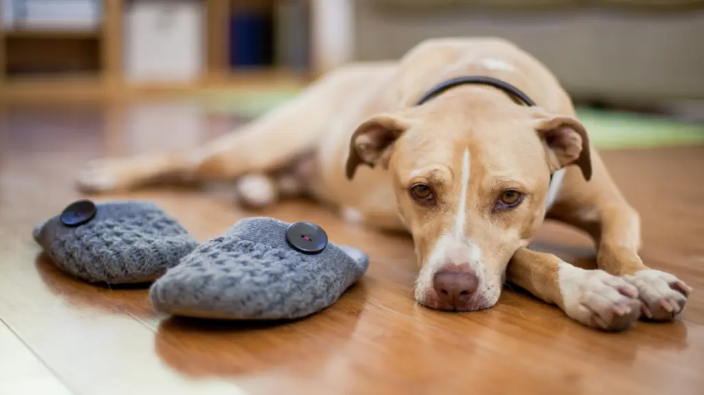 Guía práctica para dejar a tu mascota sola en casa sin causarle ansiedad
