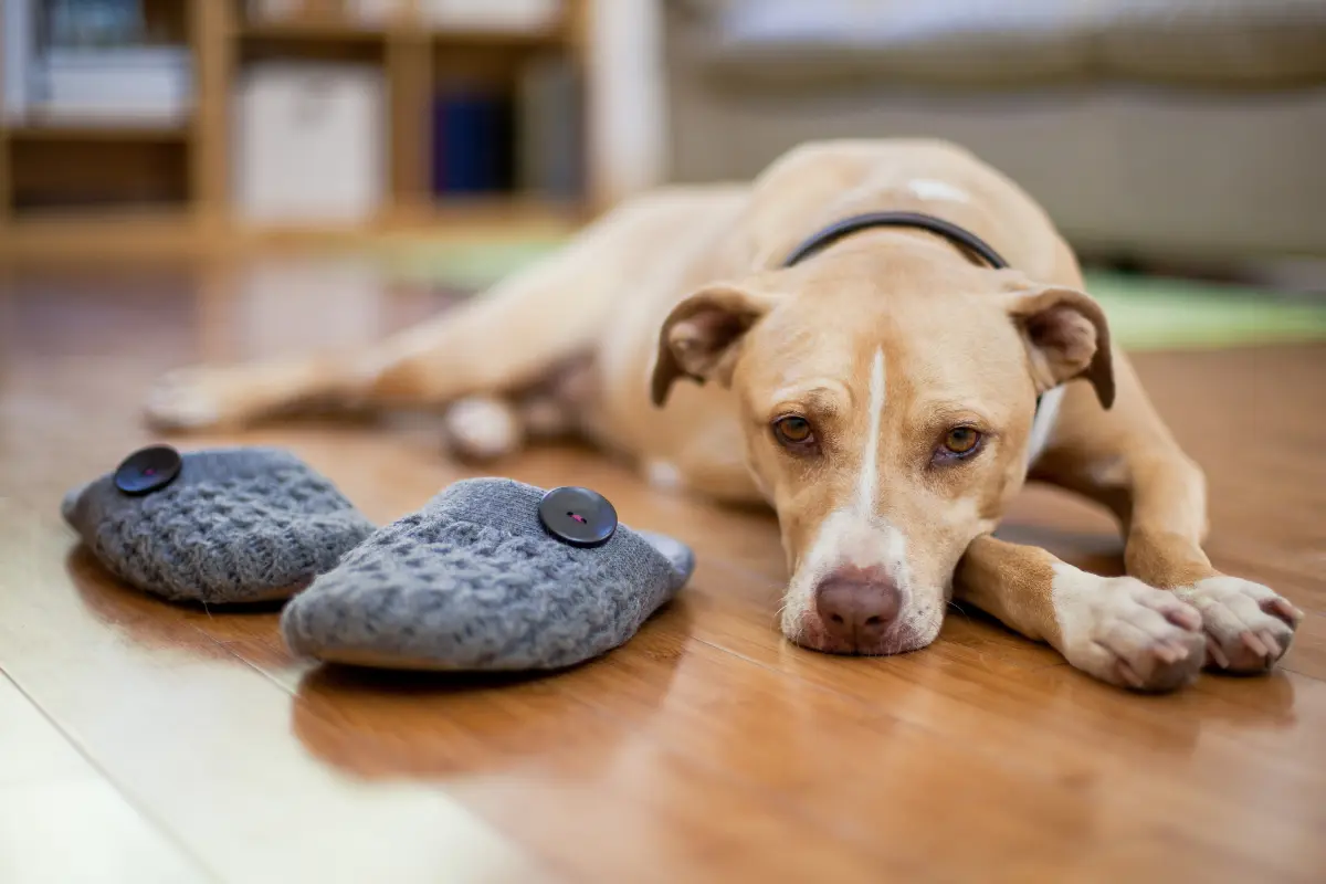 Dejar a nuestras mascotas solas puede generarles ansiedad, pero existen estrategias efectivas para mitigar este problema. Foto: Canva