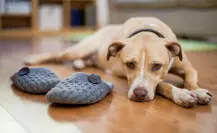Guía práctica para dejar a tu mascota sola en casa sin causarle ansiedad