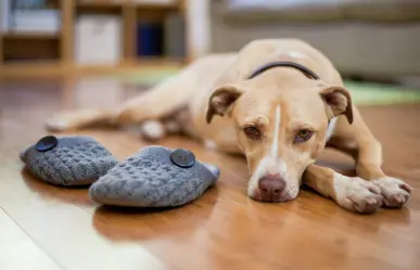 Guía práctica para dejar a tu mascota sola en casa sin causarle ansiedad