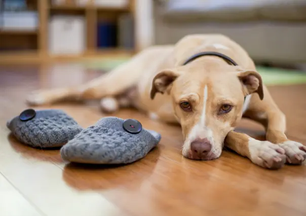 Guía práctica para dejar a tu mascota sola en casa sin causarle ansiedad