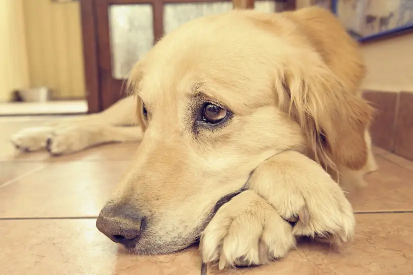 Muchos perros sufren ansiedad al quedarse solos, por lo que implementar una rutina es fundamental para su bienestar. Foto: Canva
