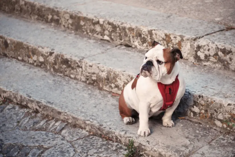 La ansiedad por separación es común en perros, y establecer una rutina puede ser clave para mejorar su bienestar. Foto: Canva
