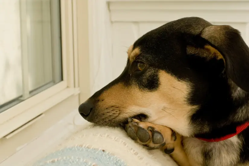 Crear una rutina es esencial para ayudar a las mascotas a manejar la ansiedad cuando se quedan solas en casa. Foto: Canva