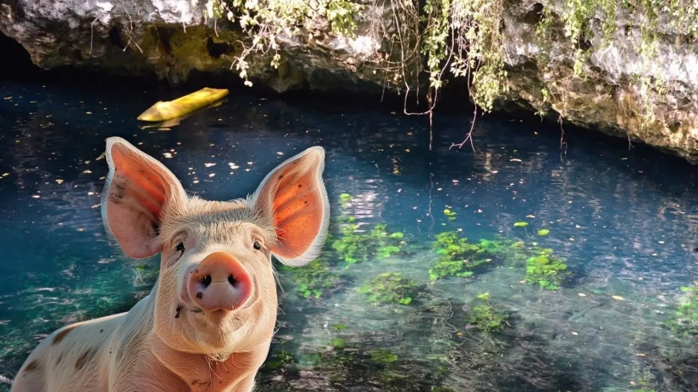¿Qué daños provoca la contaminación por las granjas porcinas en cenotes?. Foto: Canva / Desde el balcón