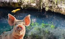 ¿Cómo afectan las granjas porcinas al agua de los cenotes en Yucatán?