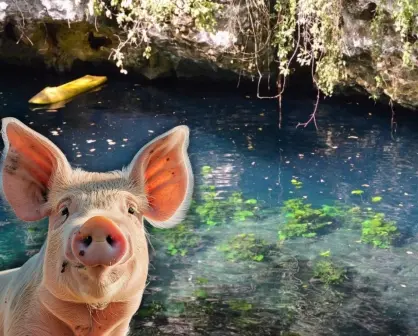 ¿Cómo afectan las granjas porcinas al agua de los cenotes en Yucatán?