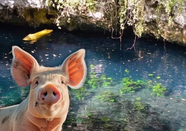¿Cómo afectan las granjas porcinas al agua de los cenotes en Yucatán?