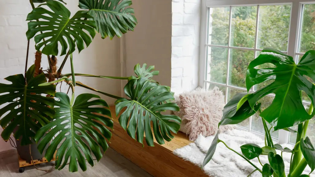 Mejora la calidad del aire de tu hogar con esta planta que es tendencia en septiembre