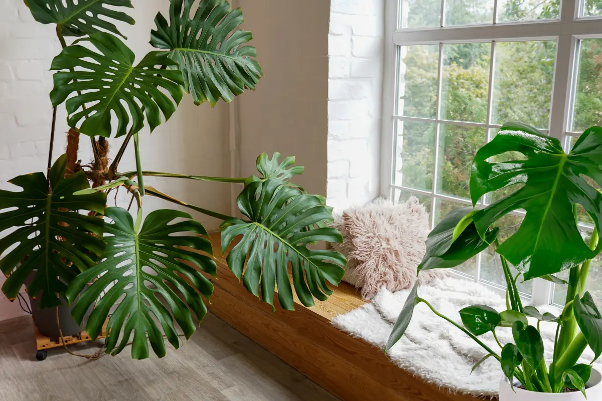 Mejorar la calidad del aire de tu hogar es posible utilizando varias plantas como decoración. Foto: Canva