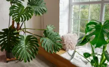 Mejora la calidad del aire de tu hogar con esta planta que es tendencia en septiembre