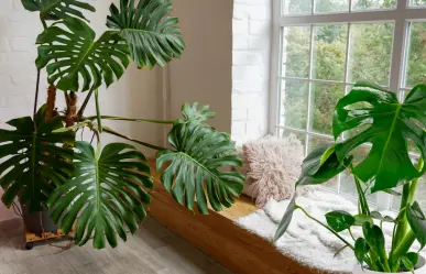 Mejora la calidad del aire de tu hogar con esta planta que es tendencia en septiembre