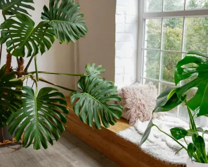 Mejora la calidad del aire de tu hogar con esta planta que es tendencia en septiembre