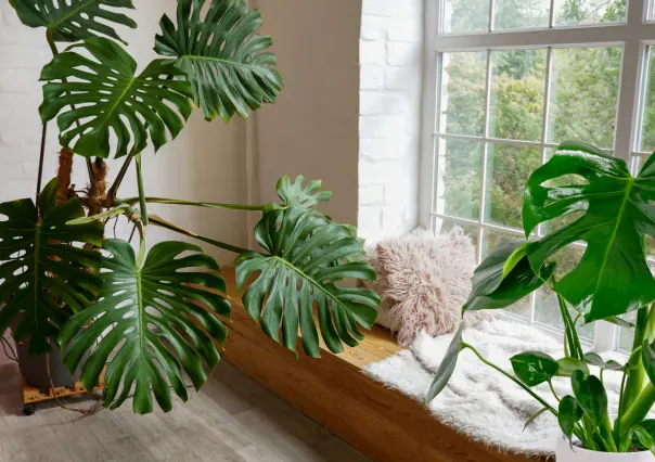 Mejora la calidad del aire de tu hogar con esta planta que es tendencia en septiembre