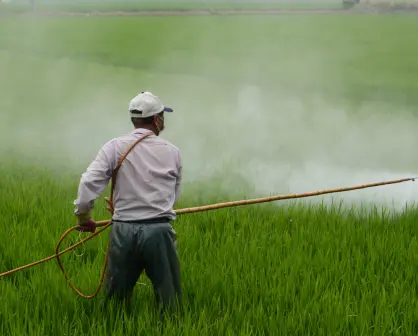 Gobierno de México prohíbe 35 plaguicidas en campos por daños a la salud