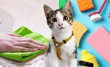 ¡No es vinagre! Con esto puedes limpiar el piso para eliminar la suciedad de tu gato