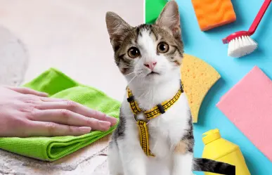 ¡No es vinagre! Con esto puedes limpiar el piso para eliminar la suciedad de tu gato