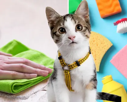 ¡No es vinagre! Con esto puedes limpiar el piso para eliminar la suciedad de tu gato