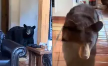 Osos sorprenden a familia en bosques de Monterreal en Arteaga | VIDEO