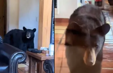 Osos sorprenden a familia en bosques de Monterreal en Arteaga | VIDEO